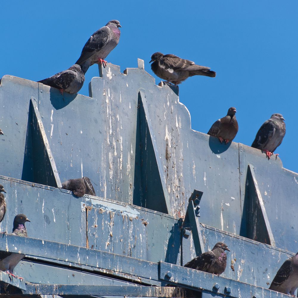 Comment nettoyer les fientes de pigeons ?