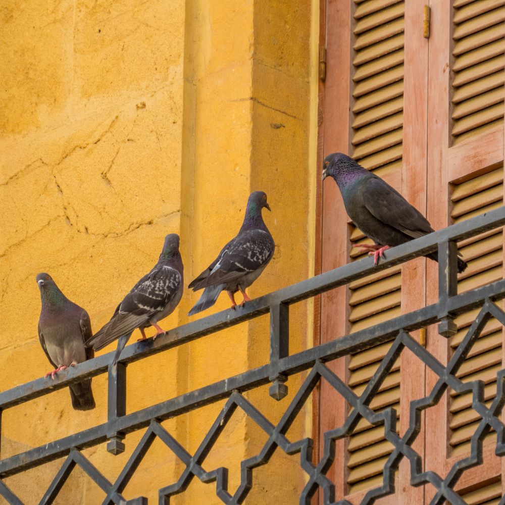 Comment éloigner les pigeons d'un balcon : ce qui marche vraiment (et ce que nos techniciens voient sur le terrain)