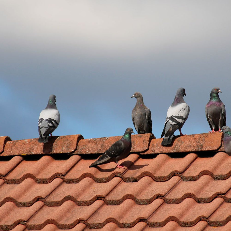Dépigeonnage : toutes les solutions pour protéger votre bâtiment